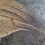JUNGLE GOLD dekoracja ceramiczna 60x120cm - obrazek 3