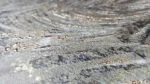 GOLD FERN dekoracja ceramiczna 60x120 - obrazek 2